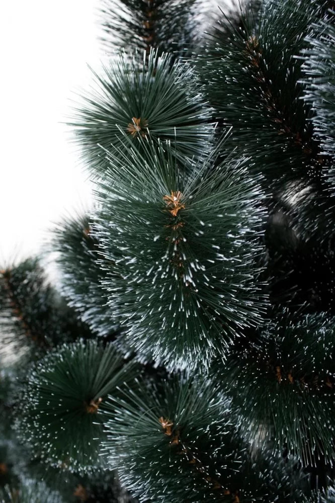 Сосна темная - изображение 8