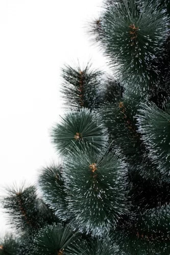 Сосна темная - изображение 3