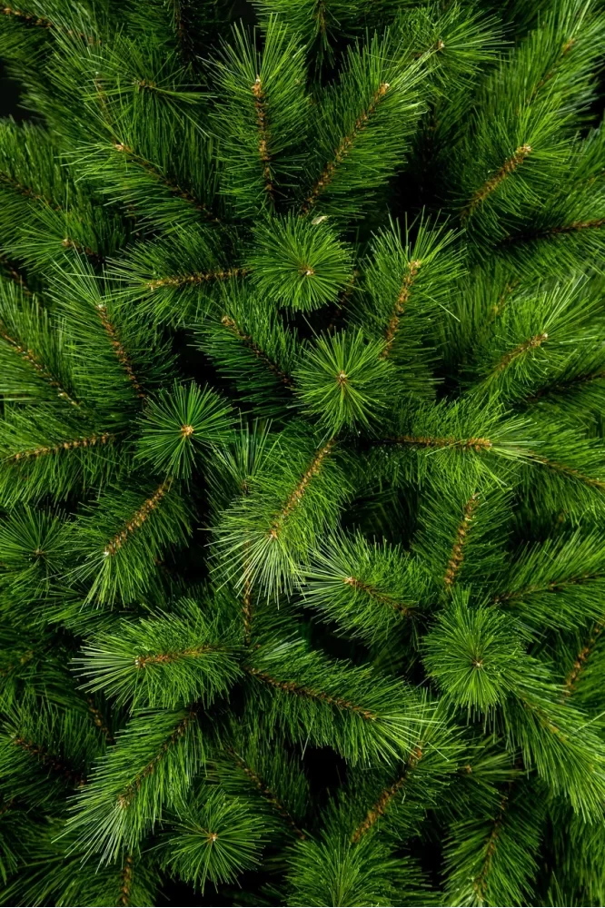 Сосна канадская микс - изображение 8