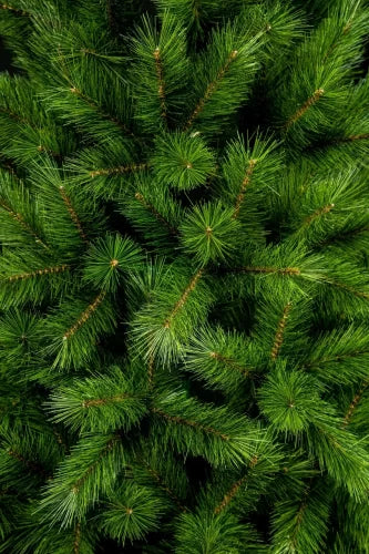 Сосна канадская микс - изображение 7