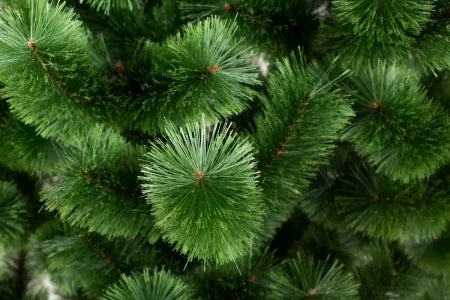 Сосна светлая - изображение 3