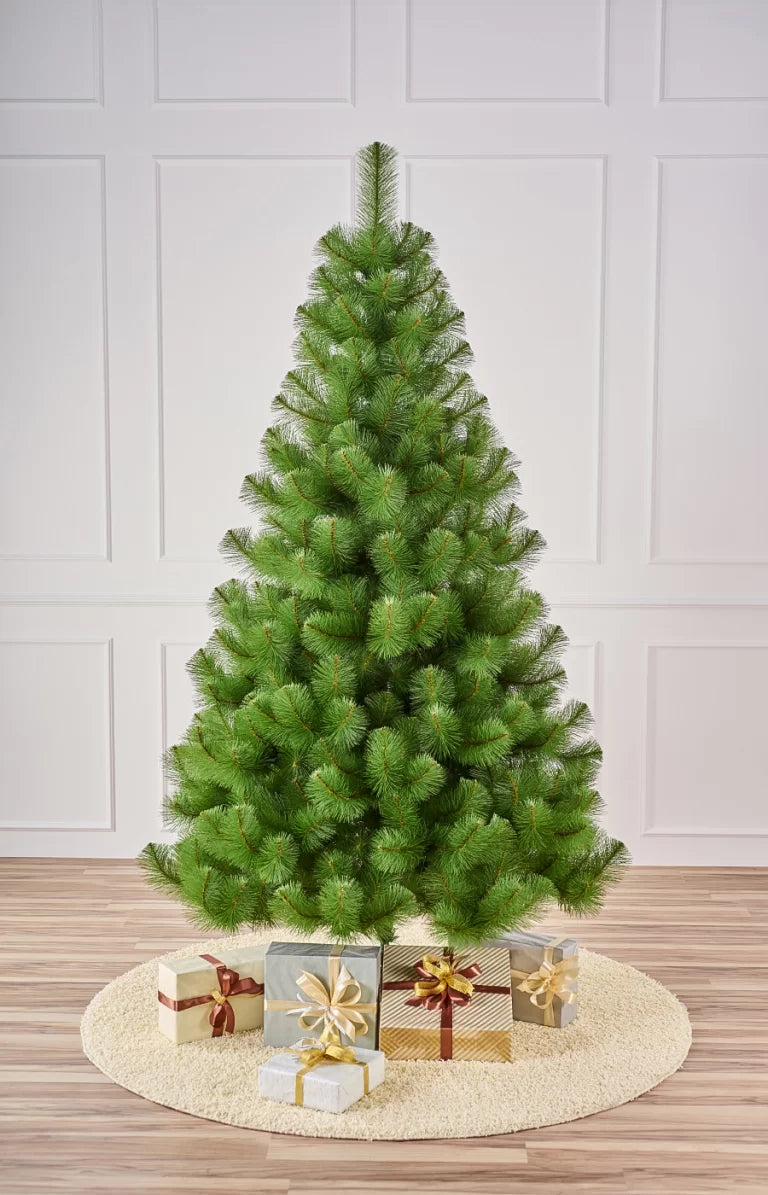 Сосна светлая - изображение 2